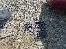 2HGEJ6618YH****** Used 2000 Honda Civic in Virginia State