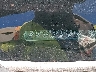 2HGFB2F50DH****** Wrecked 2013 Honda Civic in New York State