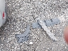 KMHEC4A47FA****** Wrecked 2015 Hyundai Sonata Hybrid in Massachusetts State