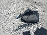 3N1AB8CV4LY****** Wrecked 2020 Nissan Sentra in Florida State