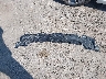 JTKJF5C77C3****** Wrecked 2012 Scion TC in Iowa State