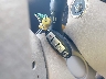 KNMAT2MT8FP****** Salvage 2015 Nissan Rogue in Florida State