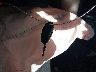2T3RFREV0EW****** Salvamento 2014 Toyota RAV4 en Estado de California