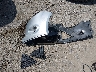 1FADP3F23EL****** Destrozados 2014 Ford Focus en Estado de Indiana