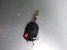 3FAHP0CG6CR****** Salvage 2012 Ford Fusion in Indiana State