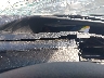 JTDKDTB37D1****** Salvage 2013 Toyota Prius C in Fort Worth North