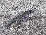 3N1AB7AP0GY****** Wrecked 2016 Nissan Sentra in New York State
