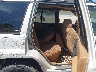1J4GZ58SXWC****** Wrecked 1998 Jeep Grand Cherokee in Knoxville