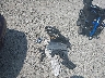 1G4HR54K844****** Wrecked 2004 Buick LeSabre in Ohio State