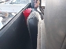 1GCEC14V35E****** Destrozados 2005 Chevrolet Silverado 1500 en Tulsa