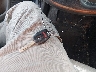 2HGFB2F94CH****** Salvage 2012 Honda Civic in West Virginia State