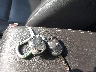 3FAHP0CG7CR****** Salvamento 2012 Ford Fusion en Estado de Indiana