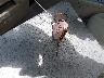 4T1BE46K48U****** Salvage 2008 Toyota Camry in Florida State