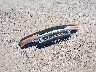 1GCCS19H438****** Destrozados 2003 Chevrolet S-10 en Estado de California