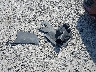5FNRL6H77JB****** Wrecked 2018 Honda Odyssey in Wisconsin State