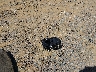 1GNDT13S722****** Destrozados 2002 Chevrolet Trailblazer en Estado de Virginia