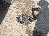JTHCE1D23E5****** Wrecked 2014 Lexus IS 350 in Ohio State