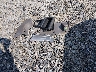2HGFG1B63AH****** Wrecked 2010 Honda Civic in Georgia State