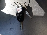 19UUA66237A****** Salvage 2007 Acura TL in California State