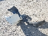 19UUA66268A****** Wrecked 2008 Acura TL in Pennsylvania State