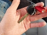 KMHTC6AD4DU****** Salvage 2013 Hyundai Veloster in South Dakota State