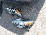 1N4AL3AP6JC****** Wrecked 2018 Nissan Altima in New York State