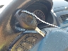 WBXPC934X7W****** Salvage 2007 BMW X3 in North Carolina State