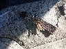 1GBFG15T231****** Salvamento 2003 Chevrolet Express en Estado de Virginia