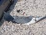 JTDDR32T6Y0****** Wrecked 2000 Toyota Celica in Ohio State