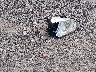 1G1ZS51F76F****** Wrecked 2006 Chevrolet Malibu in Ohio State