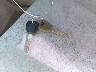 1HGCG56491A****** Salvage 2001 Honda Accord in Florida State