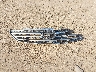 4T1BE32KX6U****** Salvage 2006 Toyota Camry in Indiana State
