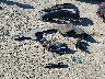 3GNAXUEV4ML****** Wrecked 2021 Chevrolet Equinox in Washington State