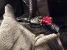 JTEBT14R968****** Salvamento 2006 Toyota 4Runner en Estado de Michigan