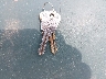 FDU42**** Salvamento 1969 Triumph Spitfire en Estado de Virginia