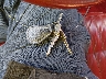 1G6AL578XEE****** Salvamento 1984 Cadillac Eldorado en Estado de Carolina del Norte