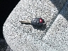 JTDKDTB32G1****** Salvamento 2016 Toyota Prius C en Estado de Massachusetts