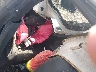 1FA6P8CF6H5****** Wrecked 2017 Ford Mustang in High Point