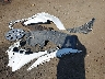 5YFDPRAE2LP****** Wrecked 2020 Toyota Corolla in Washington State