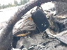2T2YZMDA8NC****** Salvage 2022 Lexus RX in Washington State