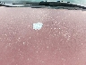 2CNALDEW7A6****** Usados 2010 Chevrolet Equinox en Estado de Texas