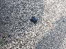 2GNFLFEK5H6****** Wrecked 2017 Chevrolet Equinox in Ohio State
