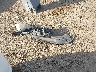 JTHBE262075****** Wrecked 2007 Lexus IS in California State