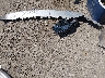 1C6RR6LTXES****** Wrecked 2014 RAM 1500 in Texas State
