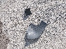 KMHD35LE9DU****** Wrecked 2013 Hyundai Elantra in Ohio State