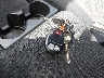 1GCDT19E098****** Salvamento 2009 Chevrolet Colorado en Estado de Nueva York