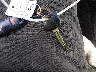 5NPDH4AE1GH****** Salvage 2016 Hyundai Elantra in New Jersey State