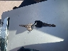 2G4WS52J231****** Salvage 2003 Buick Century in Utah State