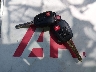 JTMZFREV9EJ****** Salvage 2014 Toyota RAV4 in Texas State
