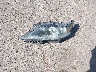 2T2ZK1BA5DC****** Wrecked 2013 Lexus RX in Arizona State